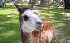 7 Amazing Things You Can Train An Alpaca To Do Alpaca Farm Cute Alpaca Alpaca Facts