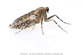 Image result for Operophtera brumata