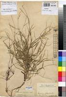 Image result for Acroceras amplectens