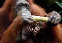Surat permohonan merupakan surat yang berisi mengenai permohonan atau permintaan tentang sesuatu hal kepada pihak terkait, baik perseorangan, badan, organisasi, perusahaan ataupun instansi. Satwa Kebun Binatang Terancam Kelaparan Klhk Bantu Pakai Prioritas