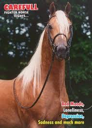 The Morgan Horse Is A Native American Breed With An Outstanding Reputation For Its Elegance And Versatility Horses Beautiful Horses Stallion