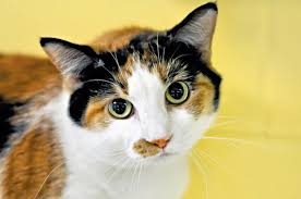 A group of cats is referred to as a clowder, a male cat is called a tom (or a gib, if neutered), and a female is called a molly or queen. Are Calico Cats Always Female