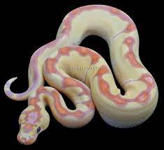 Ball Python Banana Enchi Clown Bred By Pythonregius Com Ball Python Ball Python Morphs Pet Snake