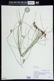 Image result for Juncus lomatophyllus