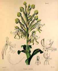 Image result for Bonatea antennifera