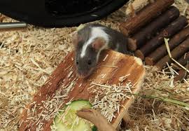 Check spelling or type a new query. How To Design A Habitat For Mice Publications Guides Our Stories Four Paws International
