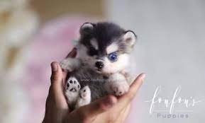 High Energy Playful And Affectionate Pomskies For Sale Browse The 1 Most Trusted Seller Of Pomsky Pup Pomsky Puppies Teacup Puppies Pomsky Puppies For Sale