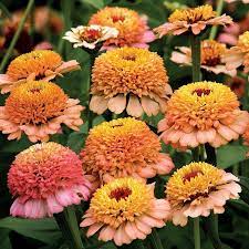 Why Your Cupcake Zinnias Aren T Cupcake Shaped The Kokoro Garden Zinnia Elegans Zinnias Zinnia Flowers