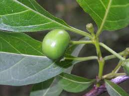 Image result for Rytigynia sp. N