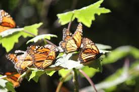 Santuario De Las Mariposas Monarca Edo De Mexico Monarcas Mariposa Monarca Viajes