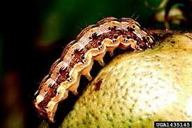Progreen pest control we are a pest control and lawn care maintenance service located in st. Biological Processes Springerlink