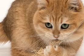 Golden Yahoo Aus Curbechi Male 2 Years Old British Shorthair Cattery Radek Close Up Of An Attack On A M British Shorthair Cats Cattery British Shorthair