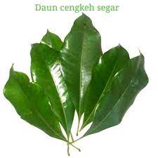 Join facebook to connect with daun cengkeh and others you may know. Jual Daun Cengkeh Segar Di Lapak Toko Abadhi Bukalapak