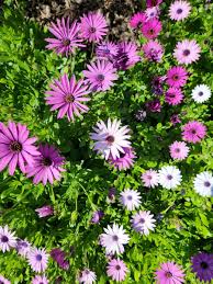 Image result for Osteospermum barberiae