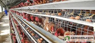 Poultry farms for sale, broiler houses and farms for sale including chicken farms. Poultry Farm Available On Rent Gadap Town Karachi Id10271096 Zameen Com