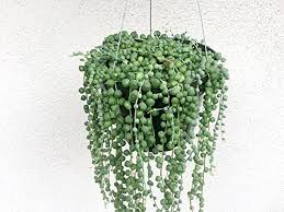 Whenever pruning is in order, you can take advantage of the plants easy propagation. String Of Pearls Hanging Basket 6 Pot Succulent Senecio Rowleyanus String Of Beads Plant Hanging Vine Plant Succulent Basket Amazon In Garden Outdoors