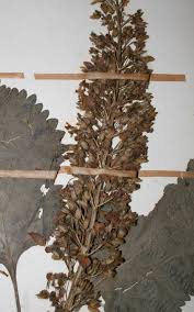 Image result for Coleus shirensis