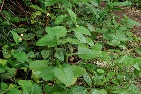 Image result for Emilia tessmannii