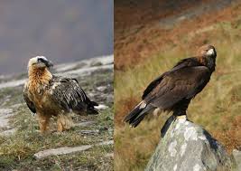 According to the swiss journal of ornithology, the lammergeier, or alpine vulture, may be regarded as extinct in switzerland Hoch Uber Den Alpen Bartgeier Oder Steinadler Simplyscience