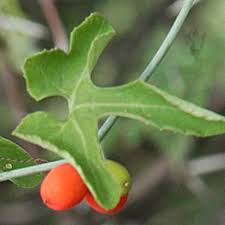 Image result for Corallocarpus schimperi