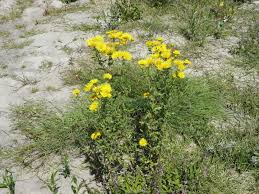 Image result for Pentanema