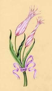 Tezhip Sanati Tezhip Sanati S Photos Tulips Art Flower Art Flower Drawing