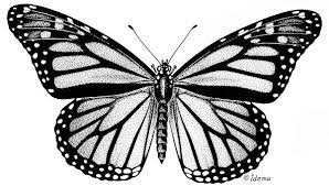 Photo Monarch Danaus Plexippus Butterfly Tattoo Stencil Butterfly Clip Art Butterfly Sketch