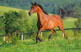 Black White And Brown Horses Beautiful Horse Heaven Horses Majestic Horse Equines