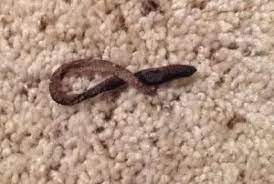 I bought my worms from uncle jim's worm farm. Earthworms Found In Carpet After Rain Storm All About Worms
