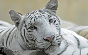 Tigre Blanc Fonds D Ecran Arrieres Plan 1920x1200 Id 324215 Tigre Blanc Tigre Blanc Royal Animales