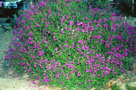 Image result for Sebaea microphylla