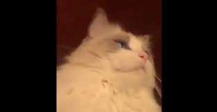 We did not find results for: Video Cat Gets His Teeth Brushed For The First Time What The Camera Caught Is Hilarious