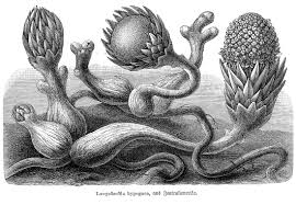 Image result for Balanophoraceae