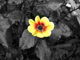 Black And White Picture With Color App Color Splash Photography Colorsplash 148apps Iphone Ipad And Ipod Touch App Reviews With Images Color Splash Photo Color Splash Photography Color Splash