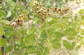 Image result for Julbernardia paniculata
