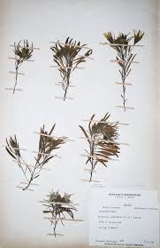 Image result for Ipomoea linosepala