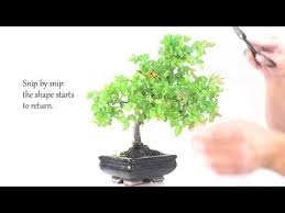 The sageretia (bird plum bonsai) can be propagated from softwood and hardwood. Indoor Bonsai Care Chinese Sweet Plum Bonsai Pruning Youtube