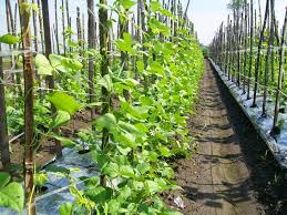 Udara segar dan pemandangan menjadi indah b. Contoh Soal Pilihan Ganda Tentang Budidaya Tanaman Hias Berbagi Tanam