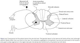 duke neurosciences lab 2 spinal cord brainstem surface