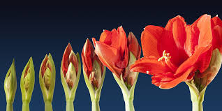 Growing Amaryllis With Kids Kidsgardening