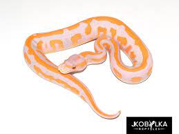 Black Head Lavender Albino Leopard Morph List World Of Ball Pythons Ball Python Snake Lovers Albino