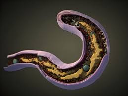 Image result for Bacteria