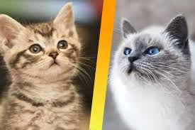 Yavru Ve Yetiskin Kedi Mamasi Arasinda Farklar Nelerdir Evcilblog