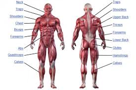 Dumbbell Only Home Or Gym Full Body Workout Muscle Anatomy Human Muscle Anatomy Human Body Muscles