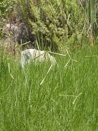 Image result for Paspalum vaginatum