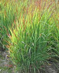 Image result for Panicum hochstetteri