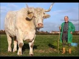 Qu'il s'agisse de trouver un job à la hauteur, de dénicher la perle rare. Le Plus Gros Taureau Au Monde Youtube