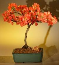 Japanese quince chaemoneles japonica prettiest flowering shrub! Flowering Quince Bonsai Tree Chinese Bonsai Garden