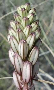 Image result for Ledebouria Unidentified sp. no3.