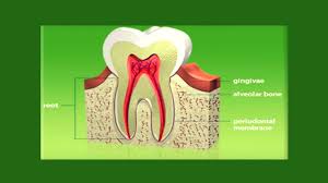 Check spelling or type a new query. Periodontium Or The Tooth Supporting Structure